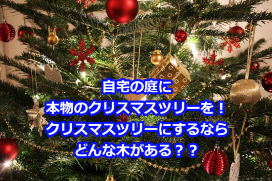 クリスマスツリーの本物をもみの木以外で代用するならコレ！